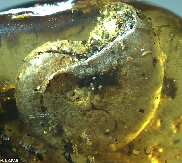 В кусочке янтаря найдено существо, погибшее 99 миллионов лет назад