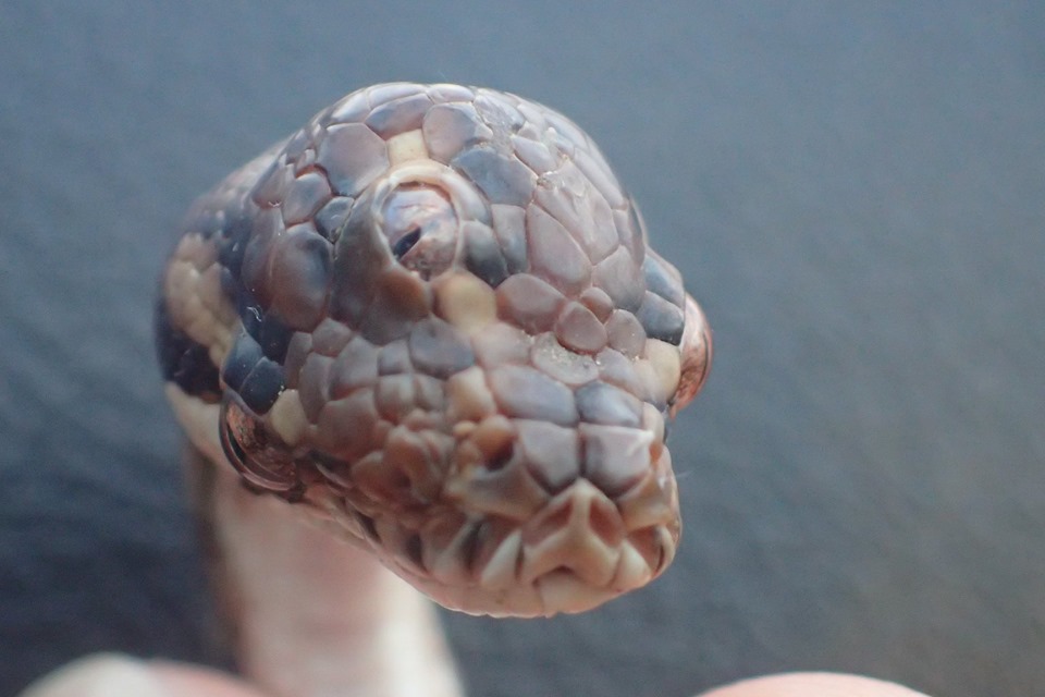 В Австралії знайшли дивну трьохоку змію