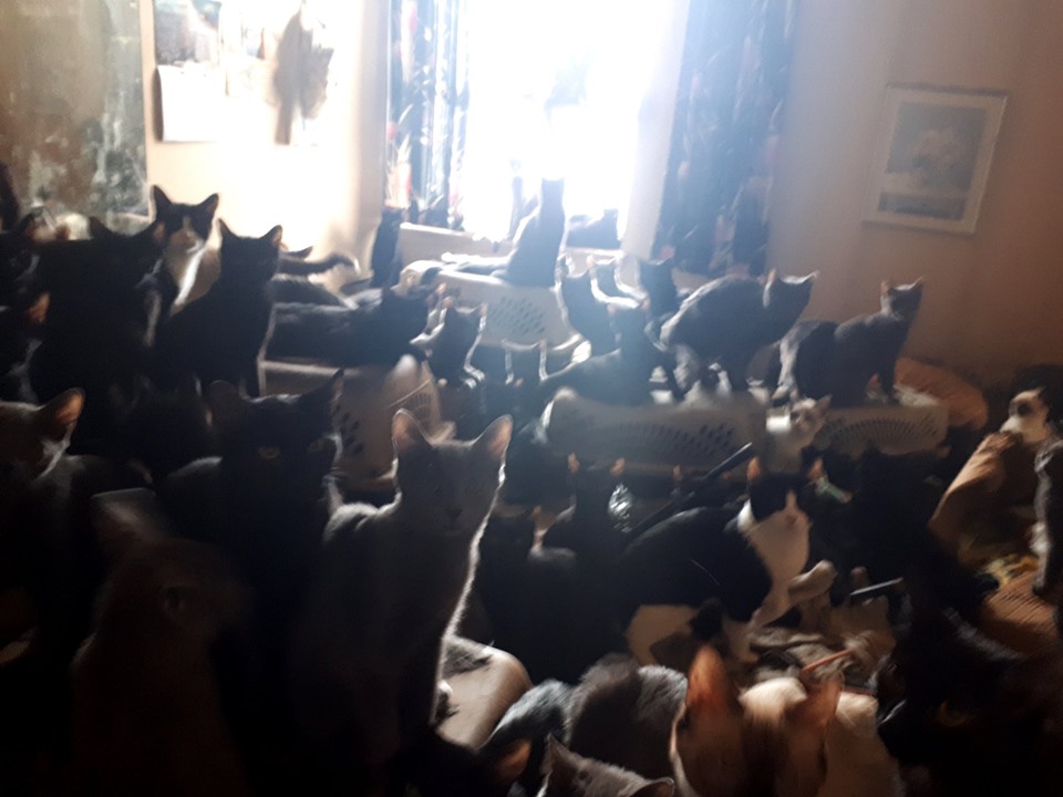 В Канаде в обычной квартире нашли более 300 кошек