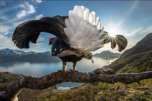 Гран-при за тетерева: фотоконкурс BigPicture Natural World назвал  победителей