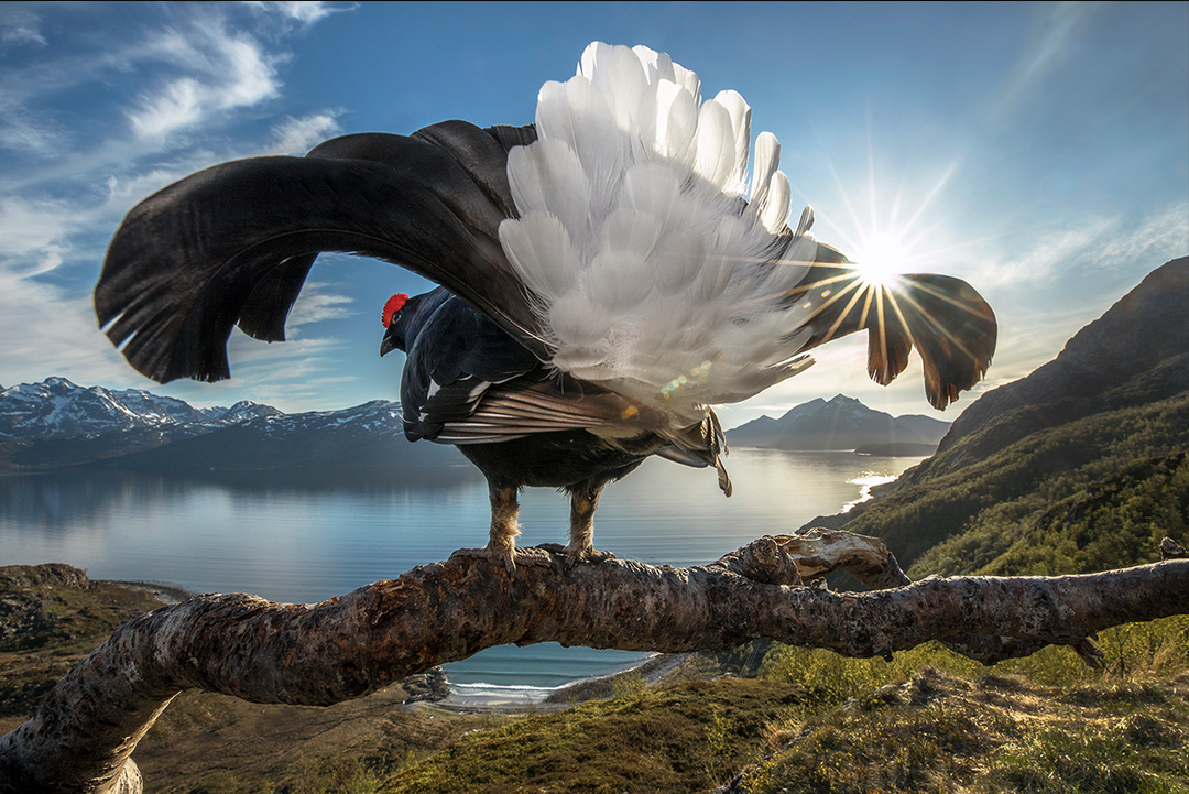 Гран-при за тетерева: фотоконкурс BigPicture Natural World назвал  победителей