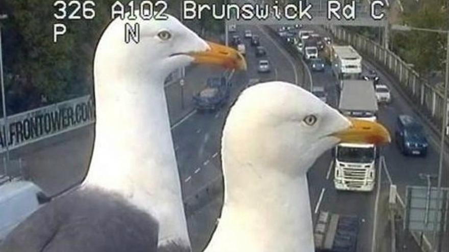 В Лондоне чайки заблокировали камеры наблюдения над дорогами.Вокруг Света. Украина