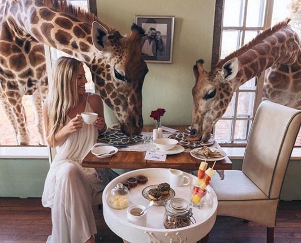 В Кении предлагают позавтракать с жирафами.Вокруг Света. Украина