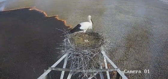 В России аист остался беречь гнездо во время пожара.Вокруг Света. Украина