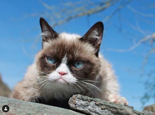 Умерла самая сердитая кошка в мире Grumpy Cat.Вокруг Света. Украина