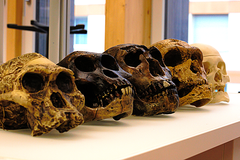 Неандертальцы и Хомо сапиенс разделились 800 тысяч лет назад: новое исследование.Вокруг Света. Украина