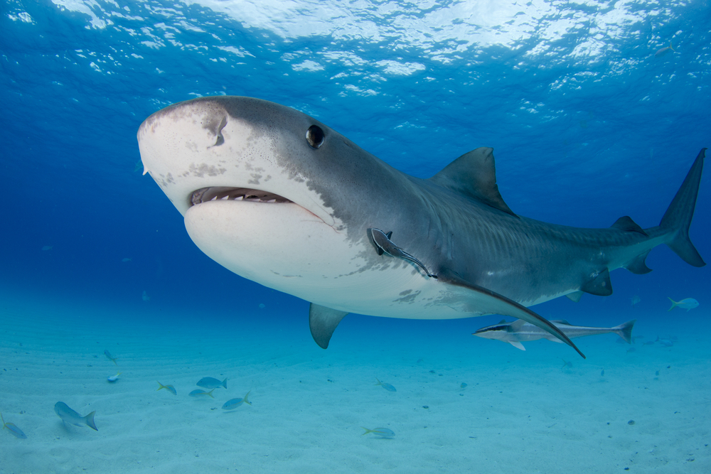 Тигровые акулы едят наземных птиц, прежде чем начинают охотиться в море.Вокруг Света. Украина