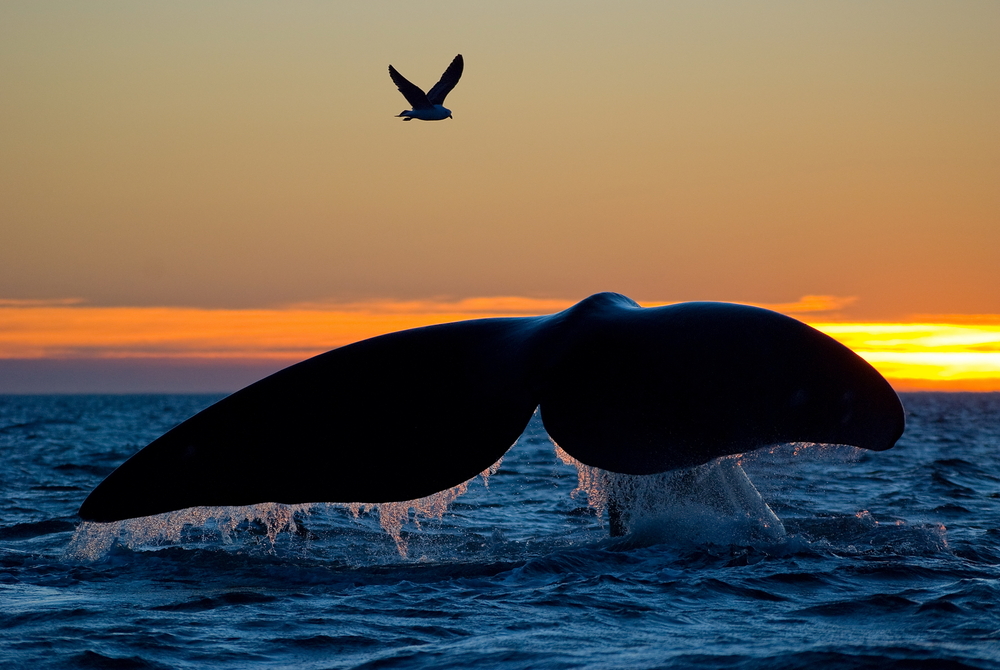 Южные киты исчезают из-за потепления океана.Вокруг Света. Украина