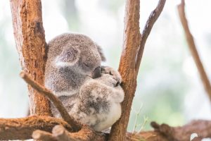 В Австралії вимирають коали: їх залишилося всього лише 50 тисяч