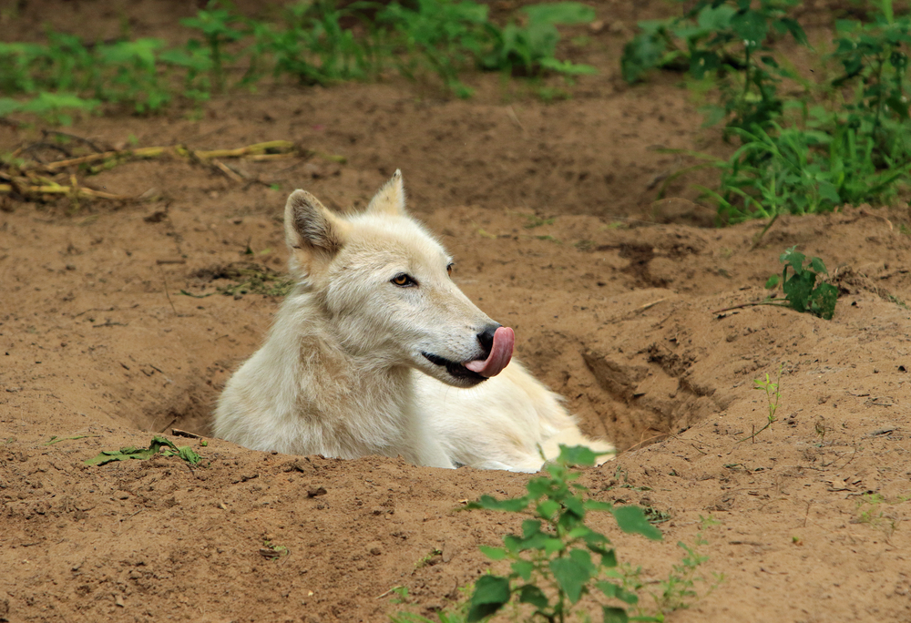 Собако-волки вытесняют популяцию волков Европы.Вокруг Света. Украина