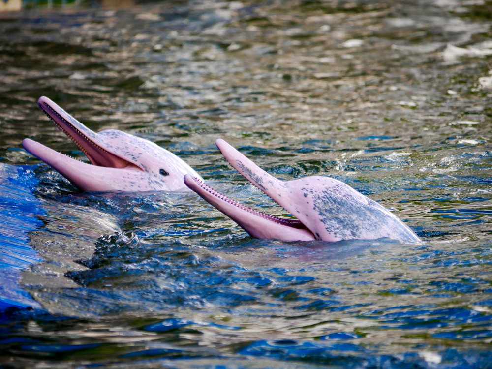 История розовой дельфинихи Пинки и ее потомства.Вокруг Света. Украина