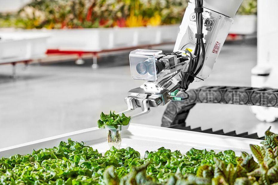 В Калифорнии зелень выращивают роботы.Вокруг Света. Украина