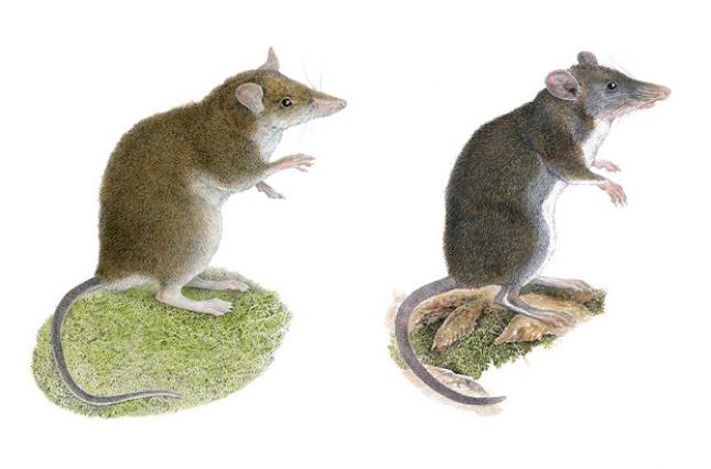 Зоологи открыли два новых вида землеройковых крыс.Вокруг Света. Украина
