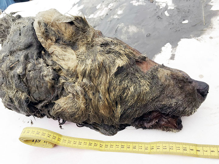 В Якутии нашли голову волка возрастом 40 тысяч лет.Вокруг Света. Украина
