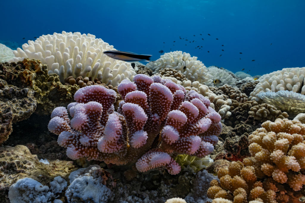 Pantone выбрал еще три цвета года в честь исчезающих кораллов.Вокруг Света. Украина