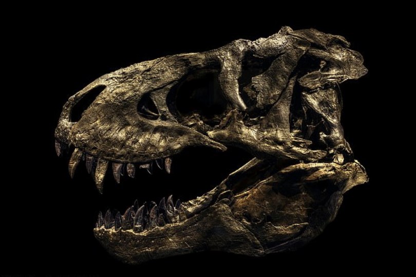 Немецкий фотограф оживил скелеты динозавров