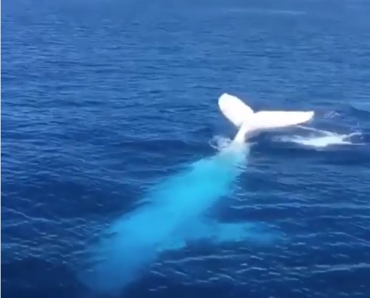 Легендарный кит-альбинос Мигалу отмечает круглую дату