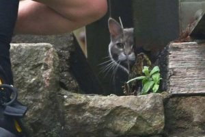 В Великобритании кошка почти неделю дразнила спасателей