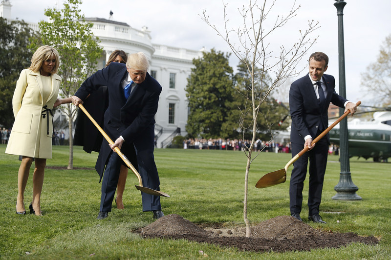 В США погибло дерево дружбы Макрона и Трампа.Вокруг Света. Украина