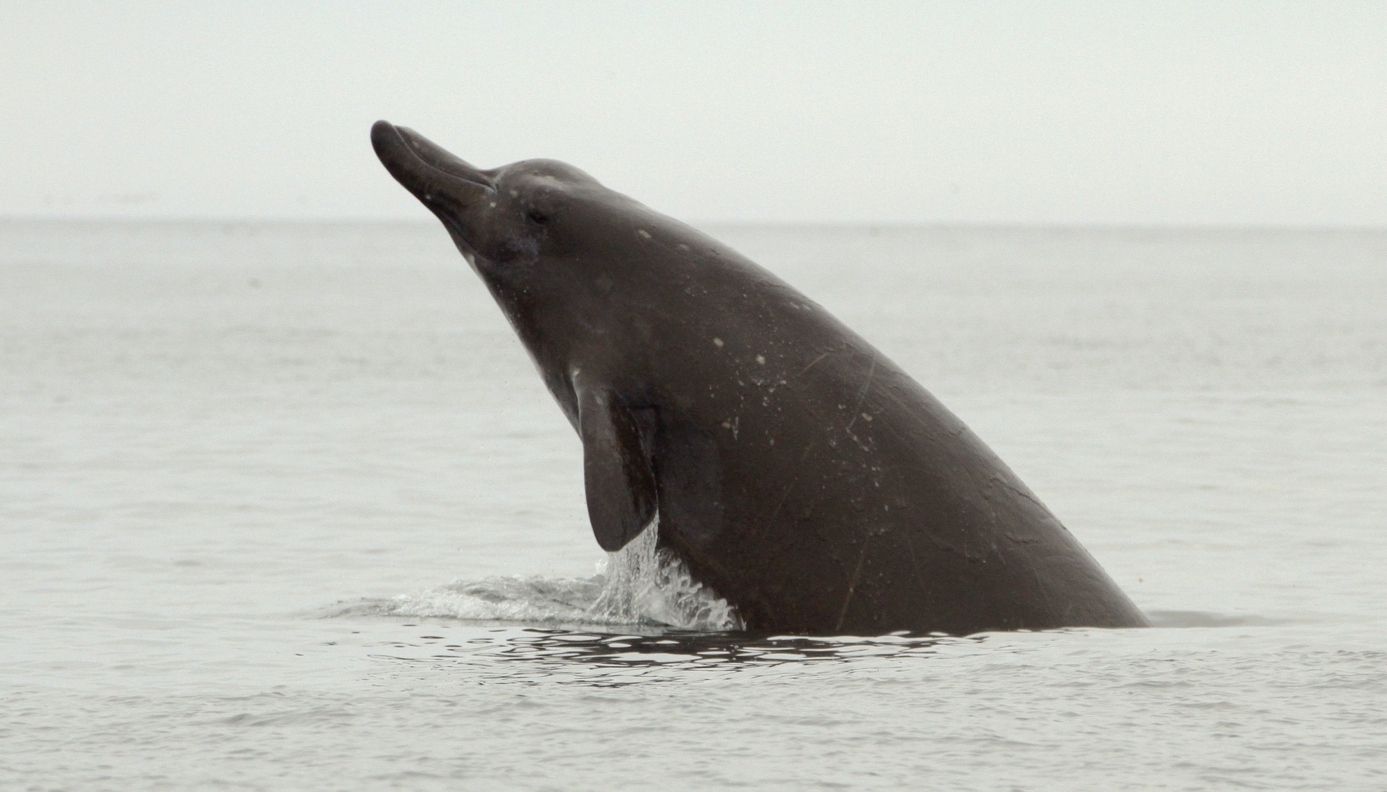Стаю неуловимых китов заметили у побережья Калифорнии.Вокруг Света. Украина