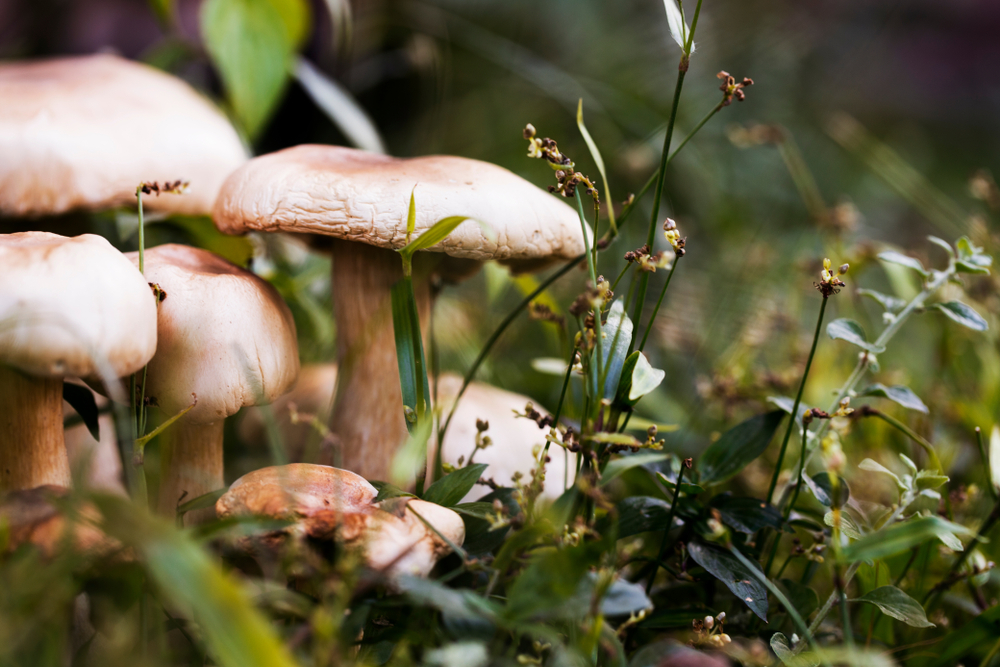 Биологи обнаружили «торговые отношения» между растениями и грибами.Вокруг Света. Украина