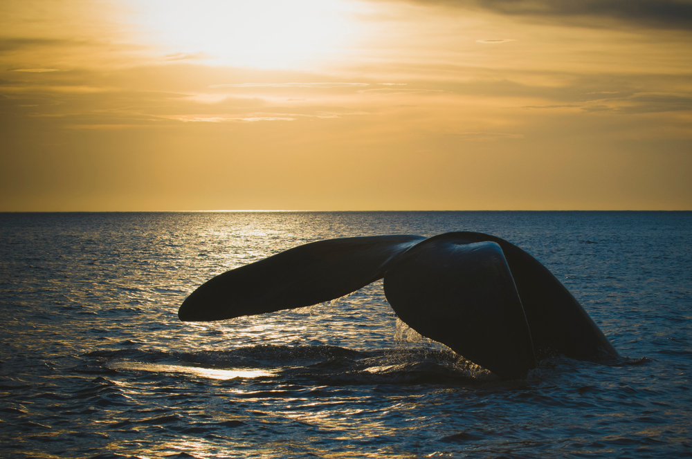На Аляске записали серенаду влюбленного кита.Вокруг Света. Украина