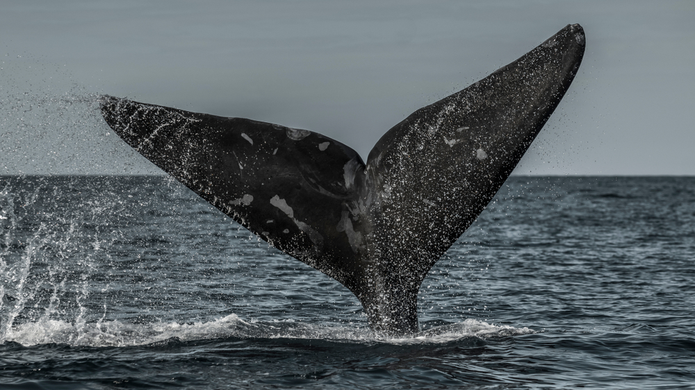 В Канаде погибли шесть редчайших североатлантических китов