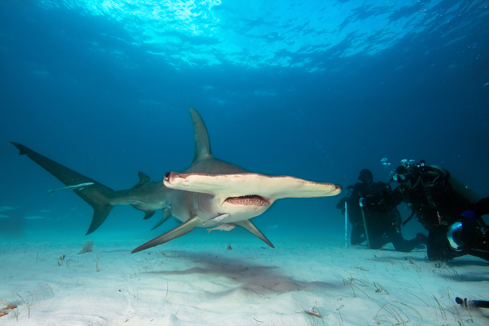 Хрупкая костариканка защищает акулу-молот
