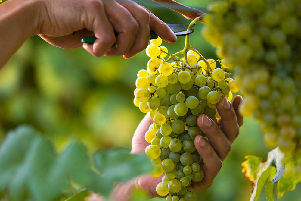 Во Франции нашли средневековый виноград.Вокруг Света. Украина