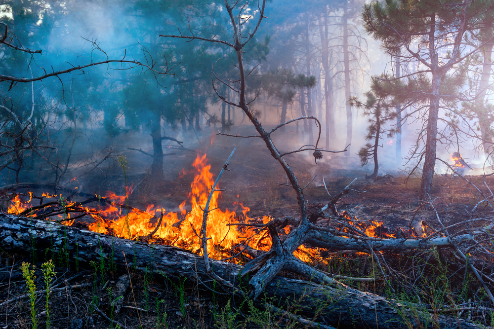 В Украине объявлен высший уровень пожароопасности.Вокруг Света. Украина