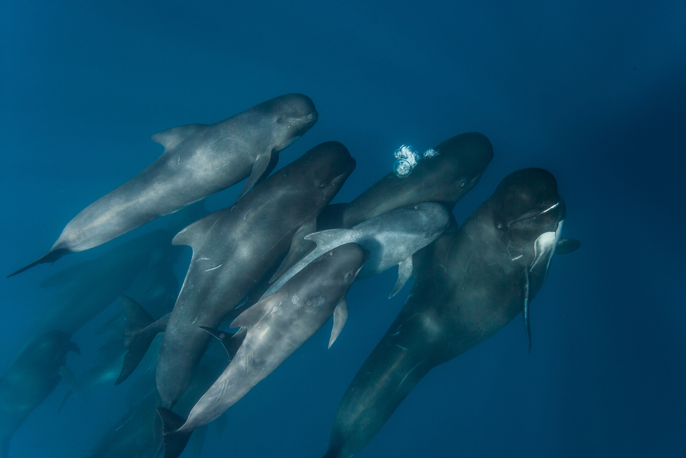 Теория 250-летней давности о дельфинах подтвердилась.Вокруг Света. Украина
