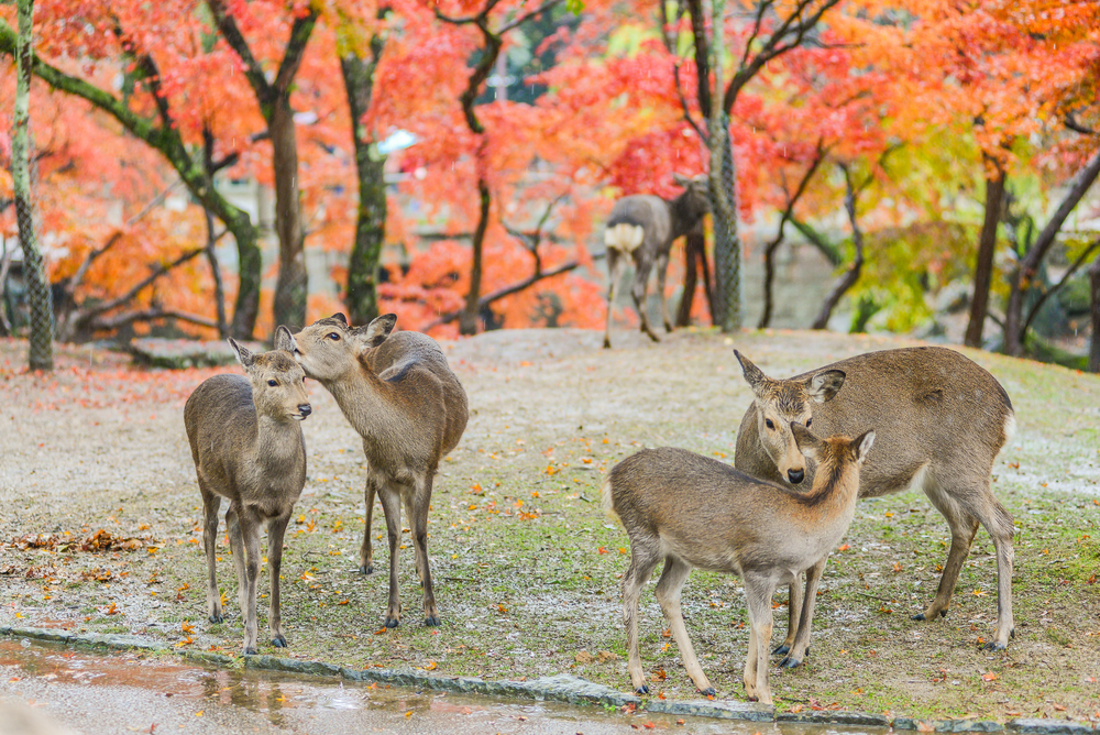 Знаменитые олени японского парка Нара умерли из-за пластика.Вокруг Света. Украина