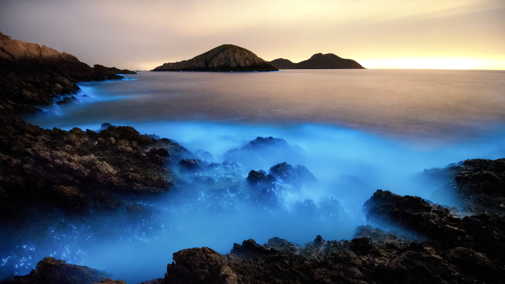 Голубое свечение в водах Тайваня невероятно токсично.Вокруг Света. Украина
