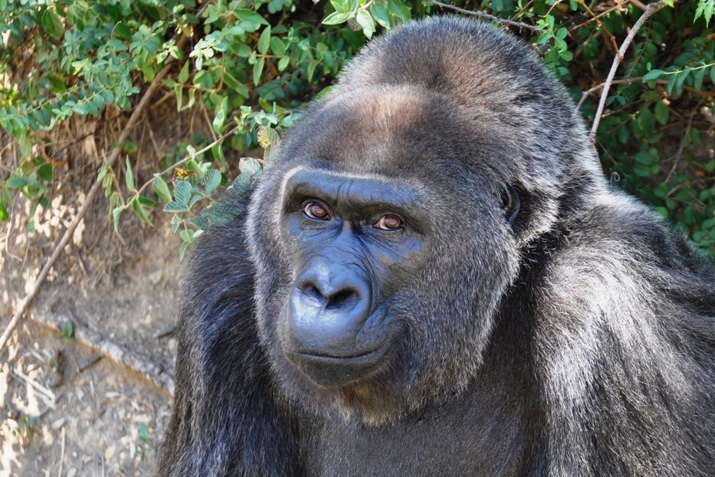 В Арканзасе умерла старейшая в мире горилла-невольница.Вокруг Света. Украина