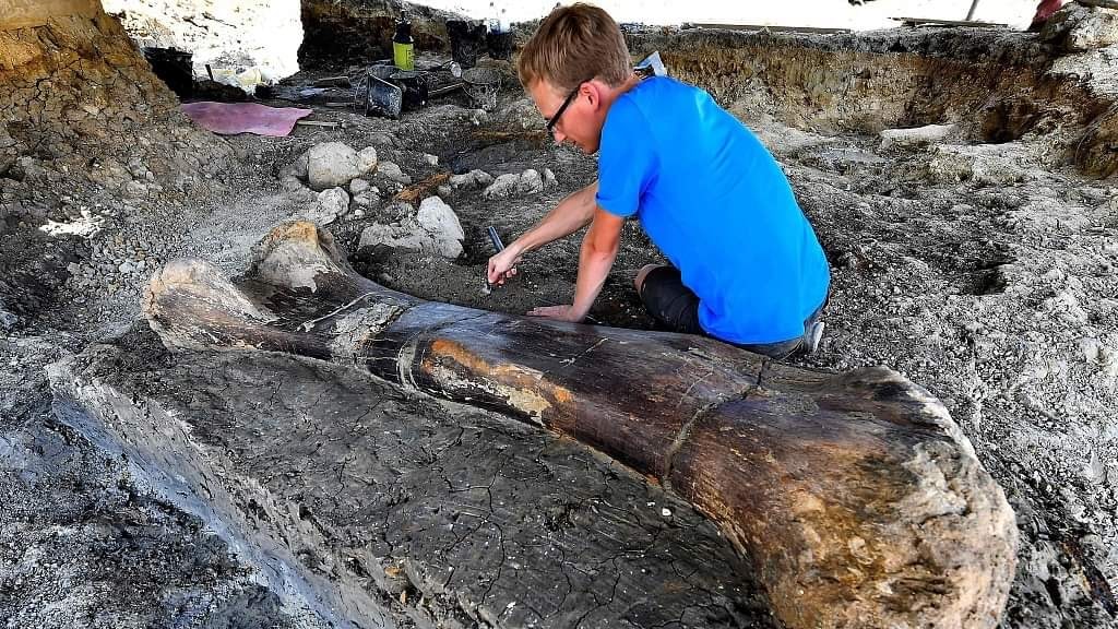 Во Франции обнаружили кость динозавра рекордных размеров.Вокруг Света. Украина