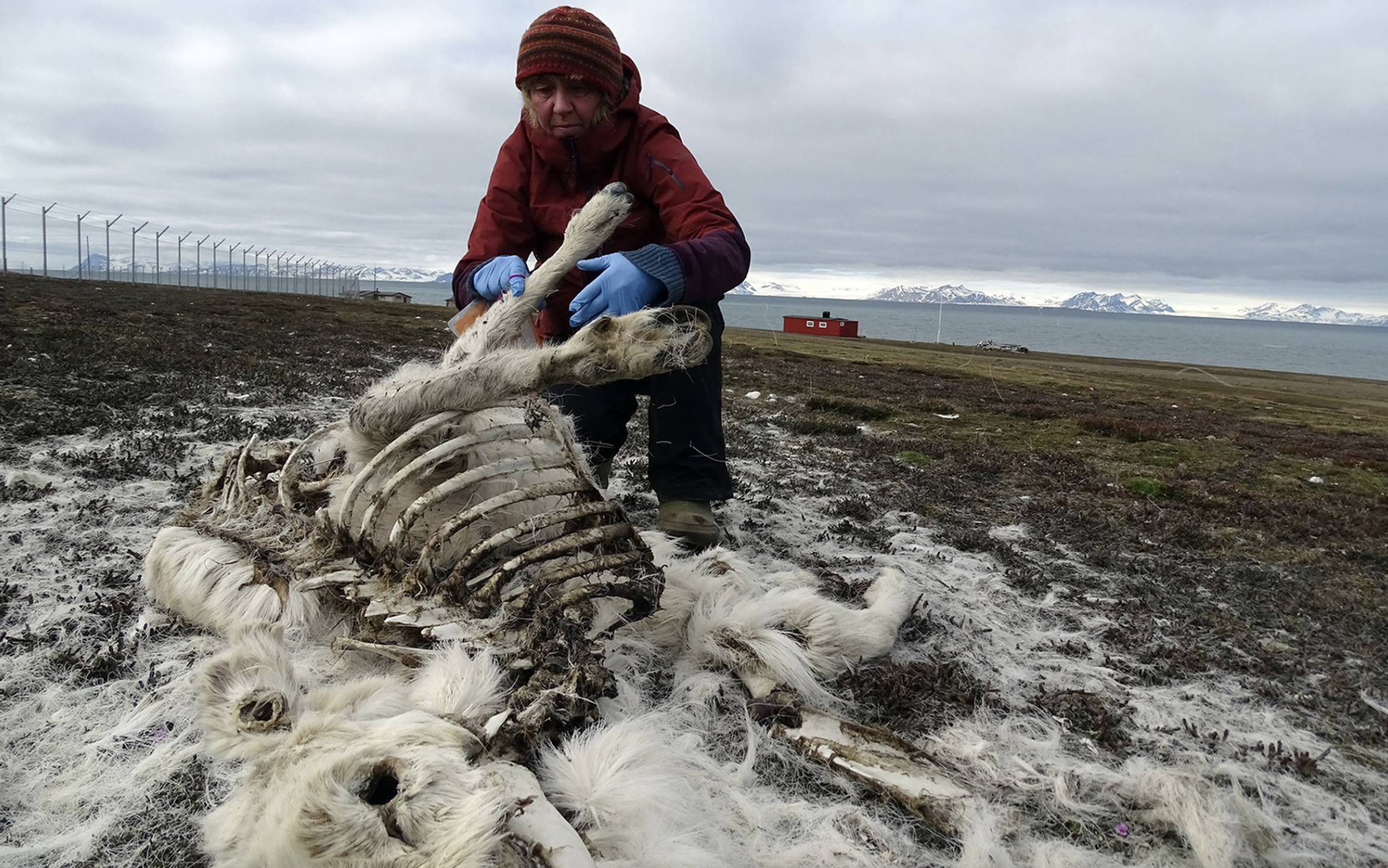 В Норвегии на острове Шпицберген найдены мертвыми 200 оленей.Вокруг Света. Украина