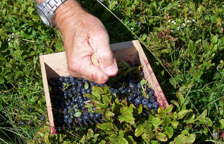 Golubika I Chernika Kak Ih Razlichit Chto Poleznee