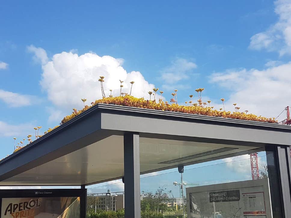 В Нидерландах сотни автобусных остановок покрыли растениями.Вокруг Света. Украина