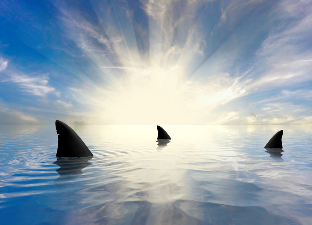 Браконьеры за год убивают 70 миллионов акул