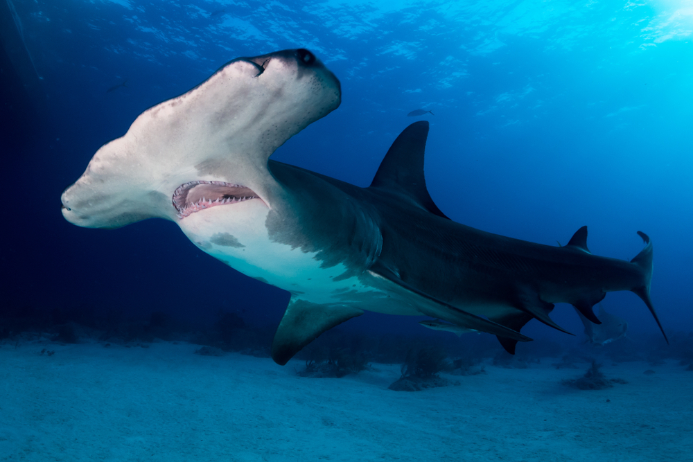 Недалеко от побережья Ирландии впервые в истории замечена акула-молот.Вокруг Света. Украина