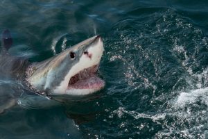 Во Флориде акула покусала 16-летнюю девушку