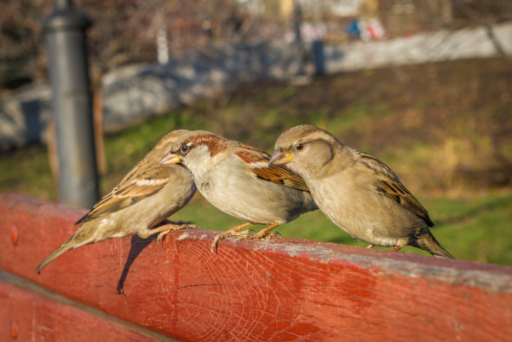 Воробей олень. Воробей городской и полевой. House Sparrow mating.