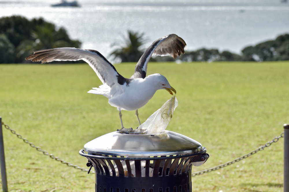 Австралийские чайки переносят устойчивые к антибиотикам бактерии