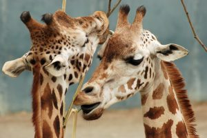 Зоопарк Мюнхена знакомит гостей с животными-бисексуалами