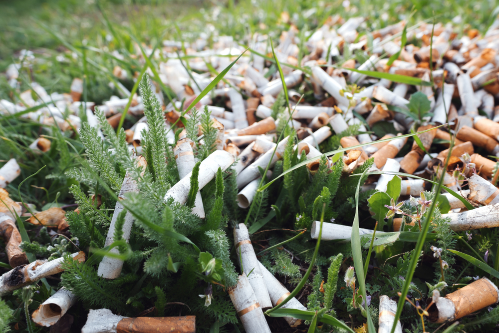 Выброшенные сигаретные окурки останавливают рост растений