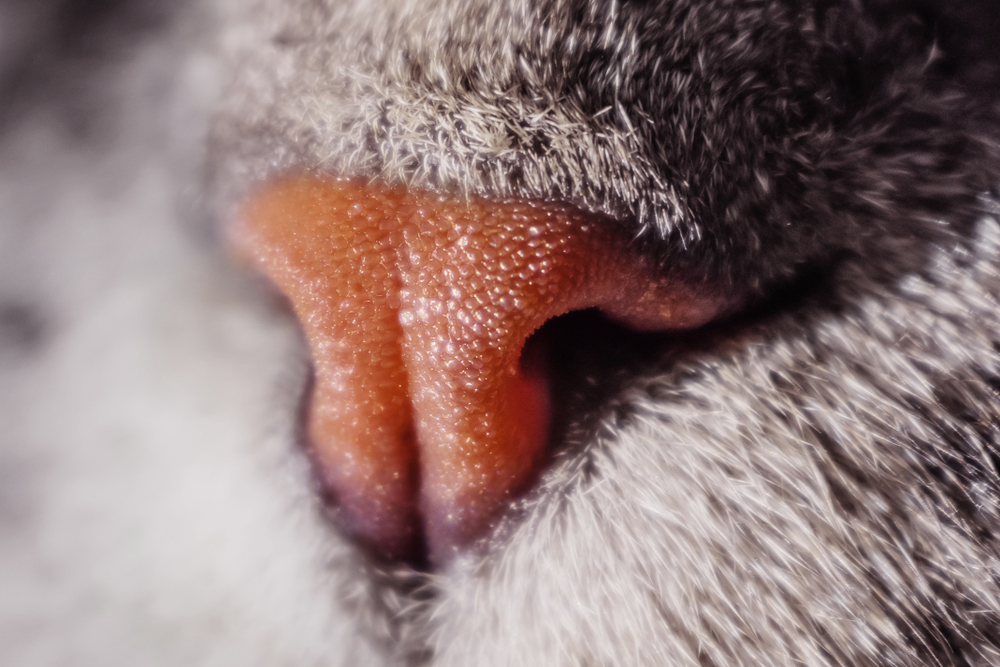 В Китае будут распознавать собак и кошек по отпечатку носа.Вокруг Света. Украина
