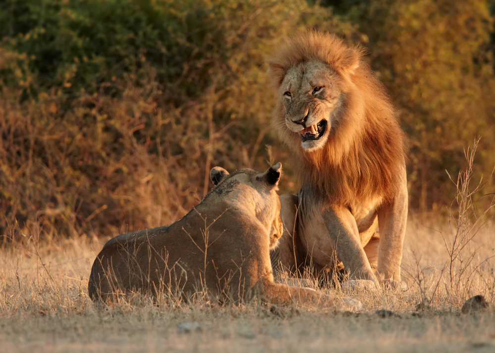 В Ботсване диких животных посчитали с помощью фотографов-любителей.Вокруг Света. Украина