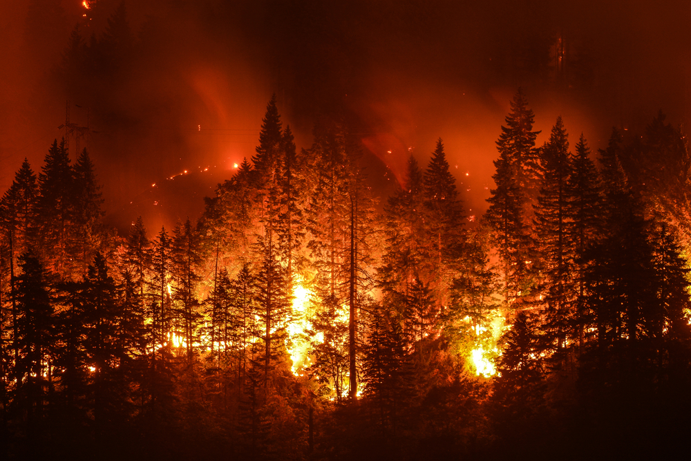 В Португалии горят леса - 20 человек пострадали.Вокруг Света. Украина