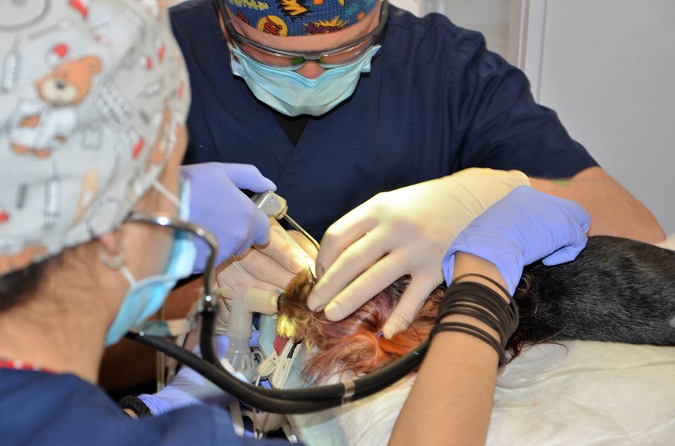 Во Львове открылся стоматологический кабинет для животных