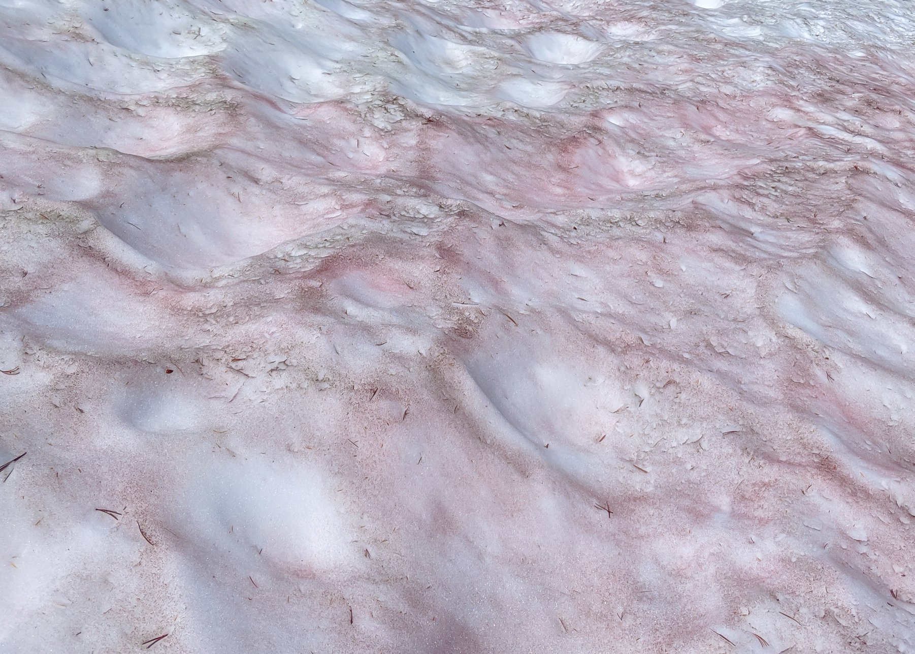Горы заповедника Йосемити в США покрылись розовым снегом